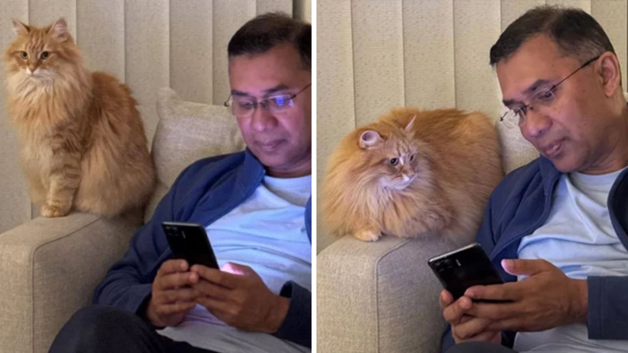 তারেক রহমানের সাথে দেশে ফিরছে পোষা বিড়াল ‘জেবু’